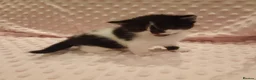 American Shorthair cats for sale: 6 gorgeous mix breed kittens  - Advert 18