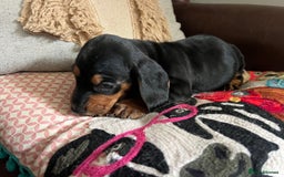 Mixed Breed dogs for sale: Cutest Standard Dachshund x Cocker Puppies - Image 6