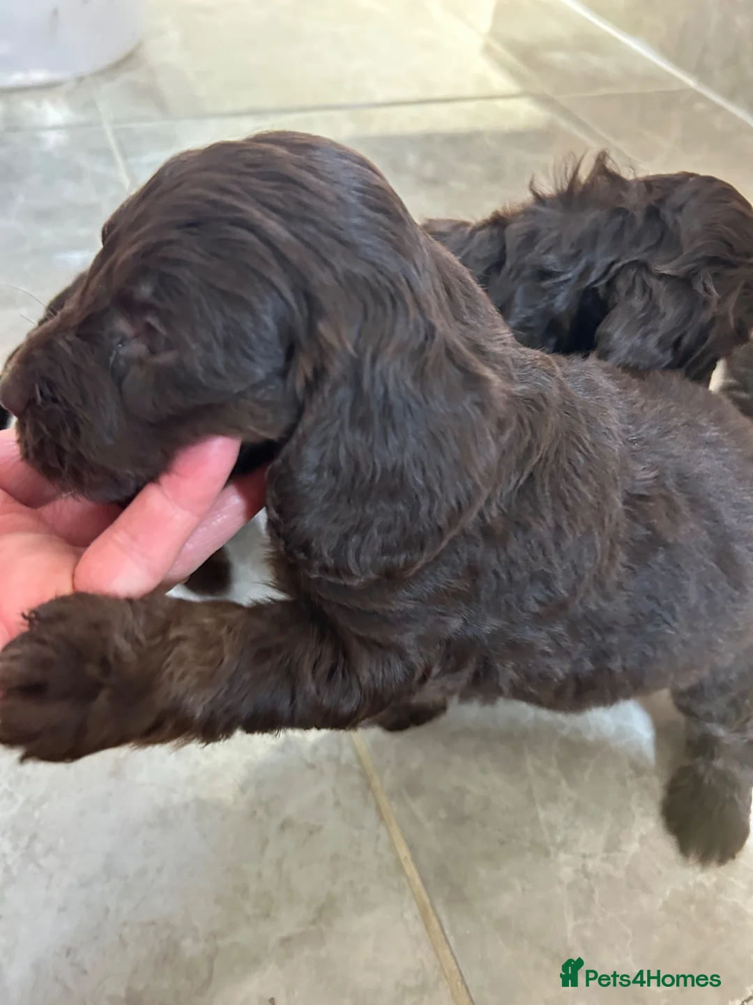 Cockapoo dogs for sale: Cockatoos lovely chocolate puppies - Advert 9