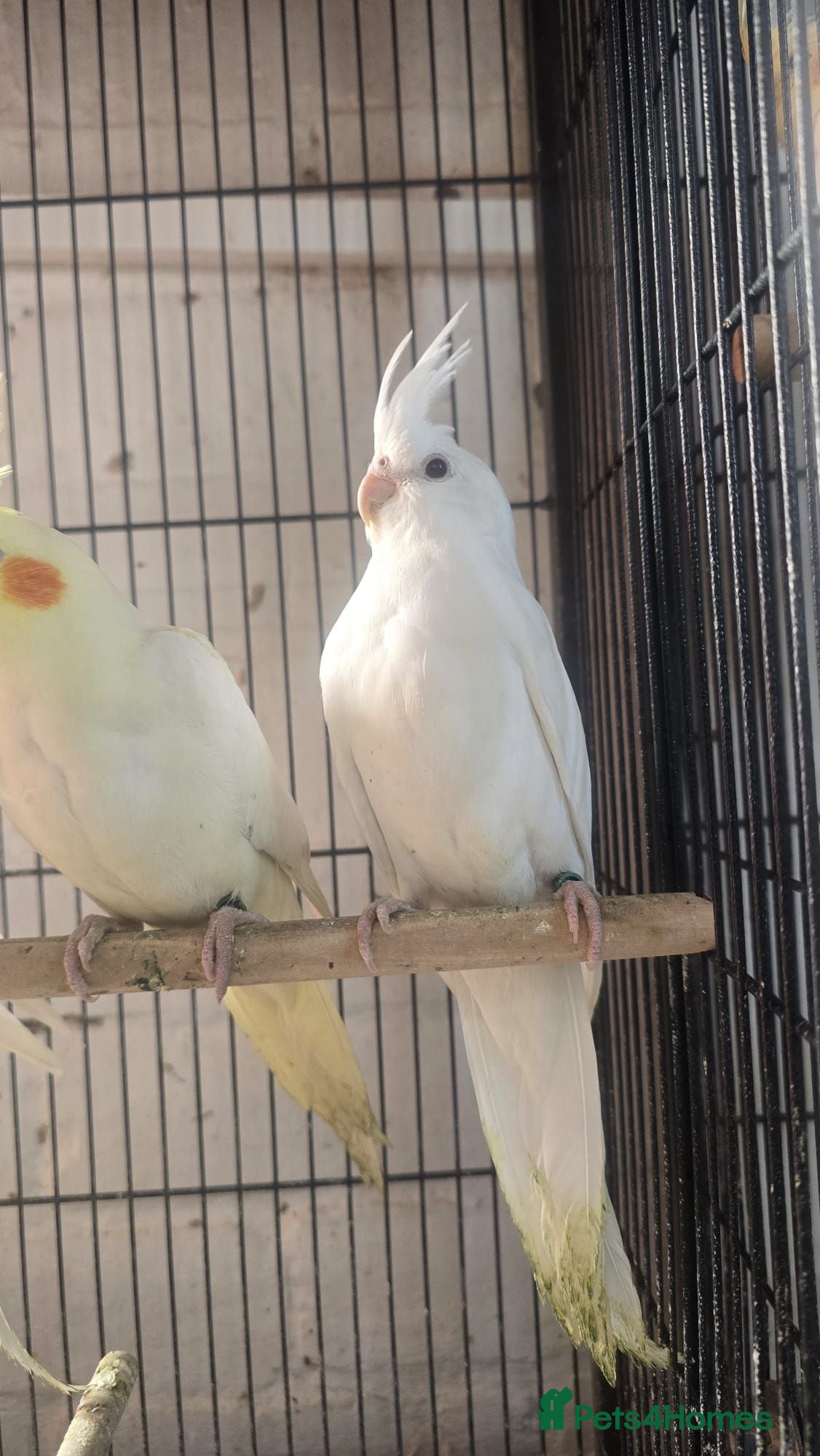 Cockatiels birds Cockatiel  - Advert 1