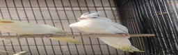 Cockatiels birds for sale: Cockatiel  - Advert 1
