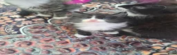 Mixed Breed cats for sale: Stunning mixed breed kittens - Advert 21