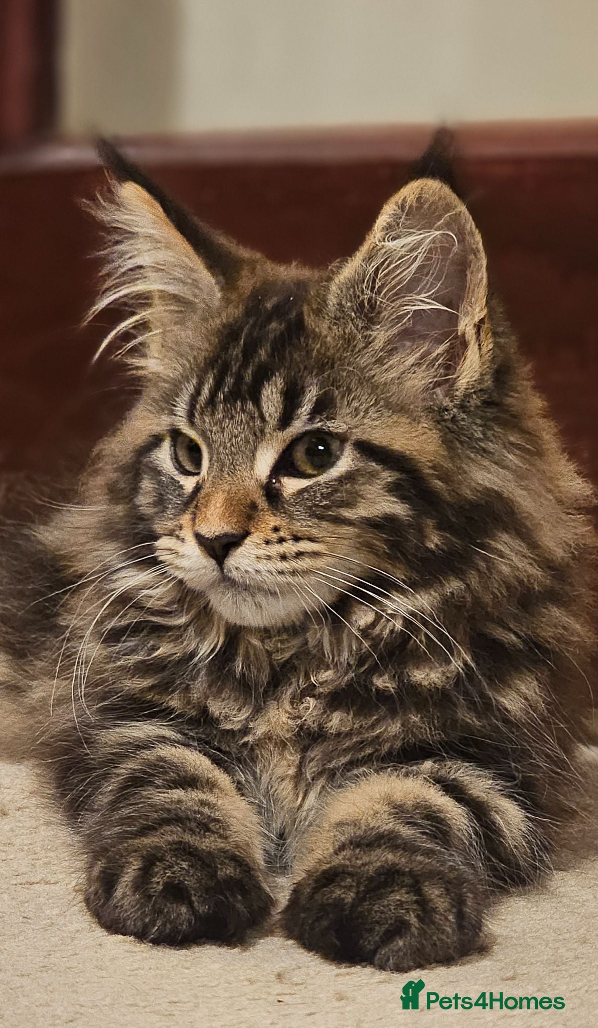 Maine Coon cats Pure Maine Coon Girls. European Lines - Advert 2