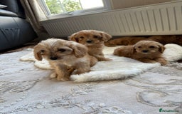 Cavapoo dogs for sale: Apricot Cavapoos - Image 12