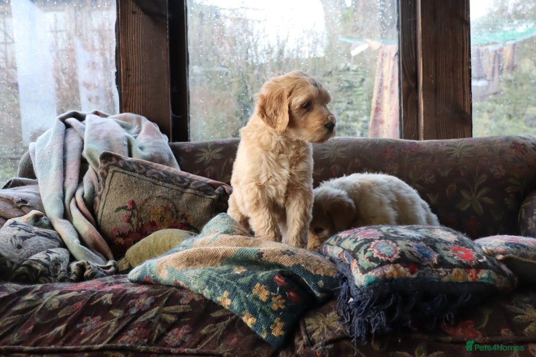 Labradoodle dogs for sale: Lovely Labradoodle Puppies Licenced Breeder - Image 23