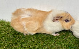 Guinea Pig rodents for sale: Super calm and friendly female guinea pigs  - Image 9