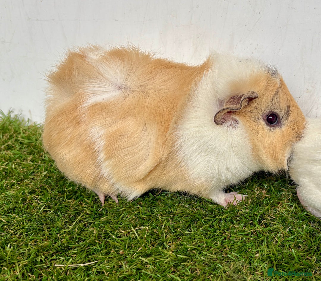 Guinea Pig rodents for sale: Super calm and friendly female guinea pigs  - Image 9