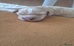 Cockapoo dogs for sale: Loving forever homes wanted. Perfect Cockapoo's.   - Image 8