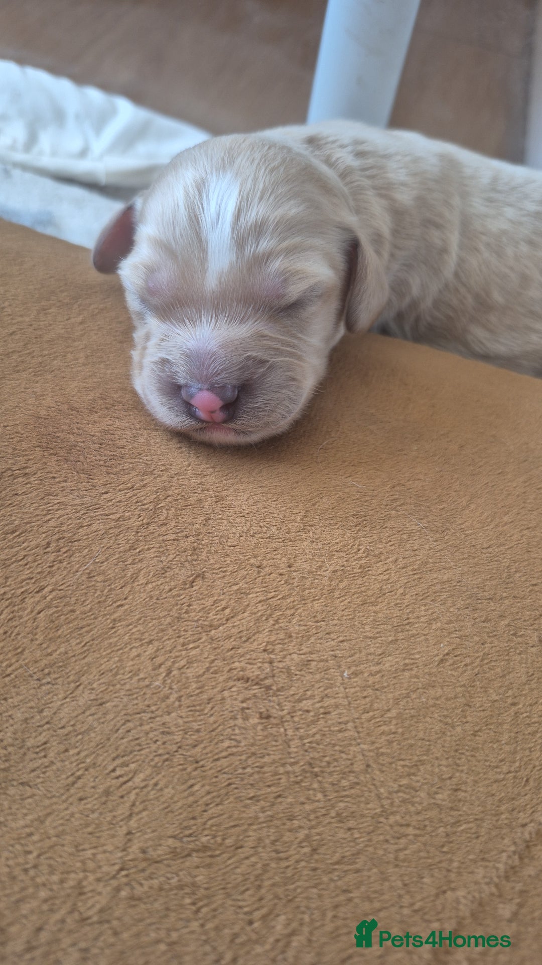 Cockapoo dogs for sale: Loving forever homes wanted. Perfect Cockapoo's.   - Image 8