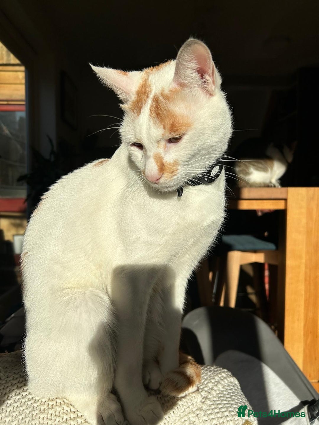 Mixed Breed cats for adoption: HUNK -INTELLIGENT- ALPHA BOY - IN PRIME CONDITION  - Image 5