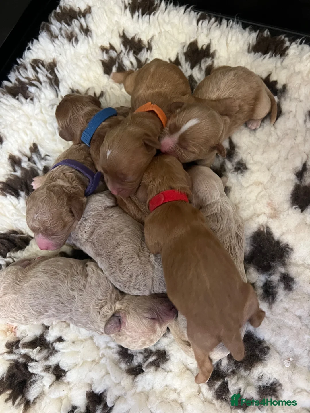 Cavapoochon dogs for sale: READY TO RESERVE  - Advert 18