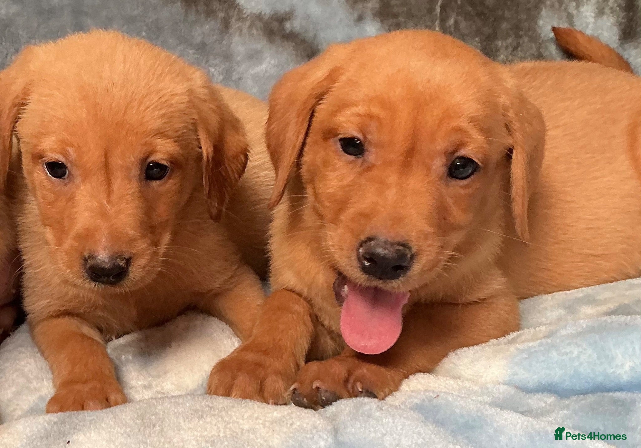 Labrador Retriever dogs Fox Red labrador - Advert 1