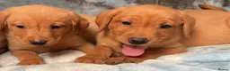 Labrador Retriever dogs for sale: Red labrador - Advert 4