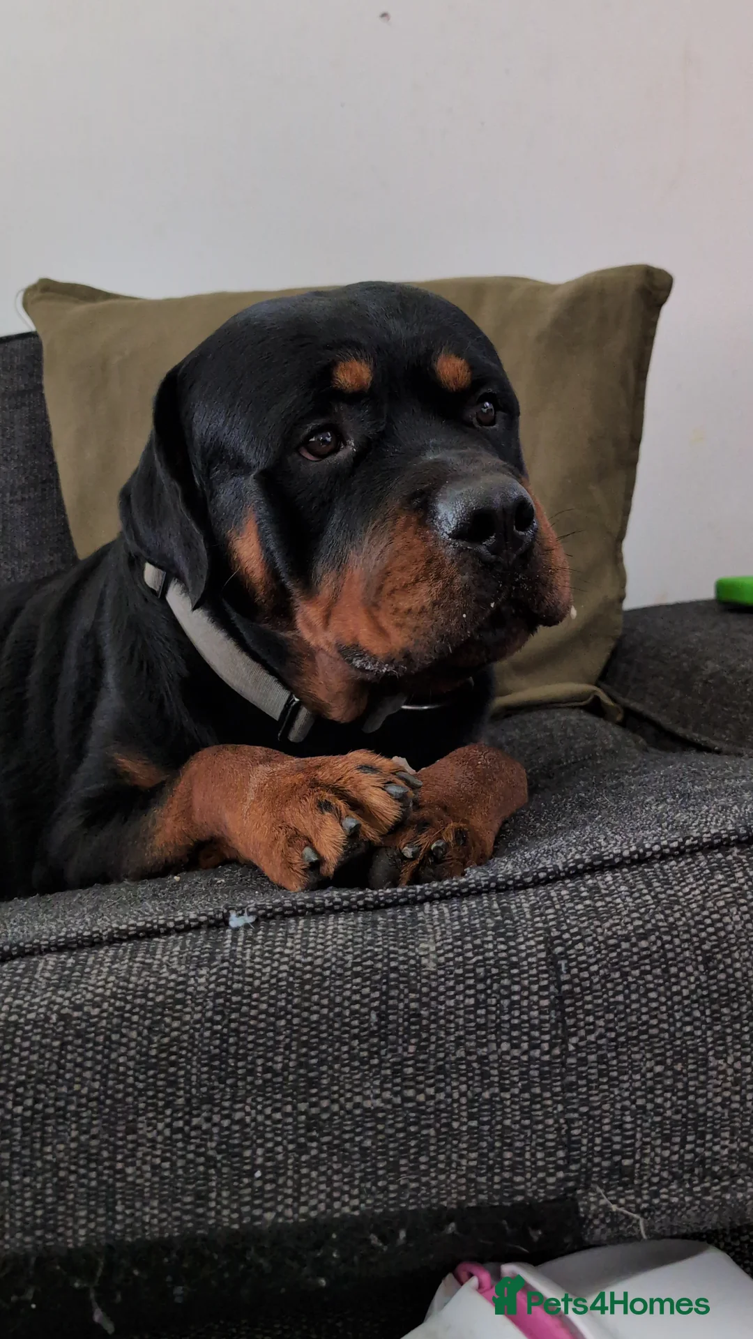 Rottweiler dogs for stud: Proven big boy ready for stud - Advert 14