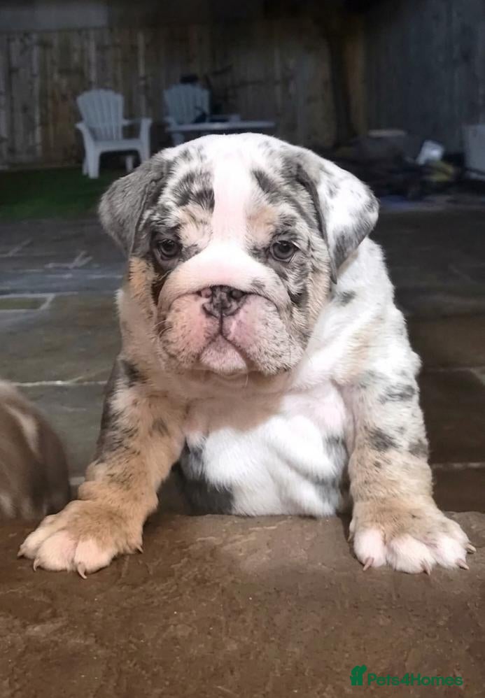 English Bulldog dogs English Bulldogs pups Blue Merle - Advert 3