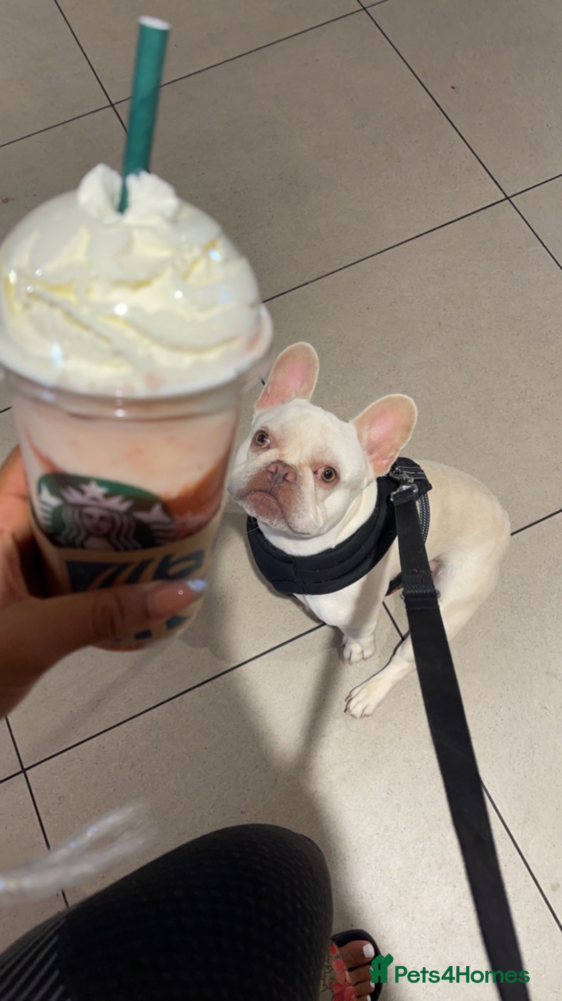 French Bulldog dogs White French bulldog male for sale  - Advert 16