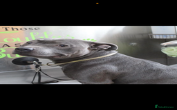 Staffordshire Bull Terrier dogs for sale: Blue Staffordshire bull terrier puppies  - Image 9