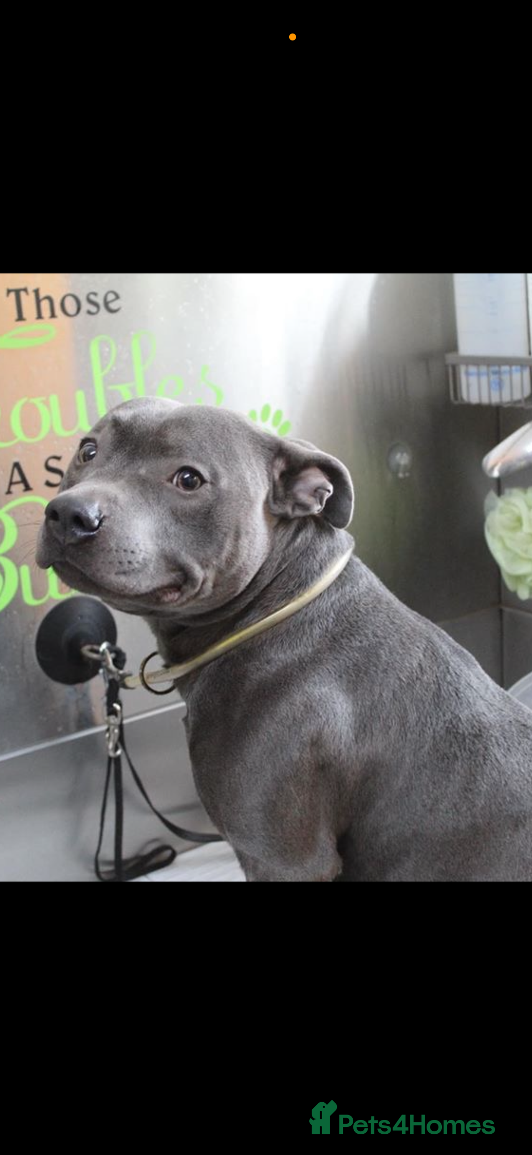 Staffordshire Bull Terrier dogs for sale: Blue Staffordshire bull terrier puppies  - Image 9