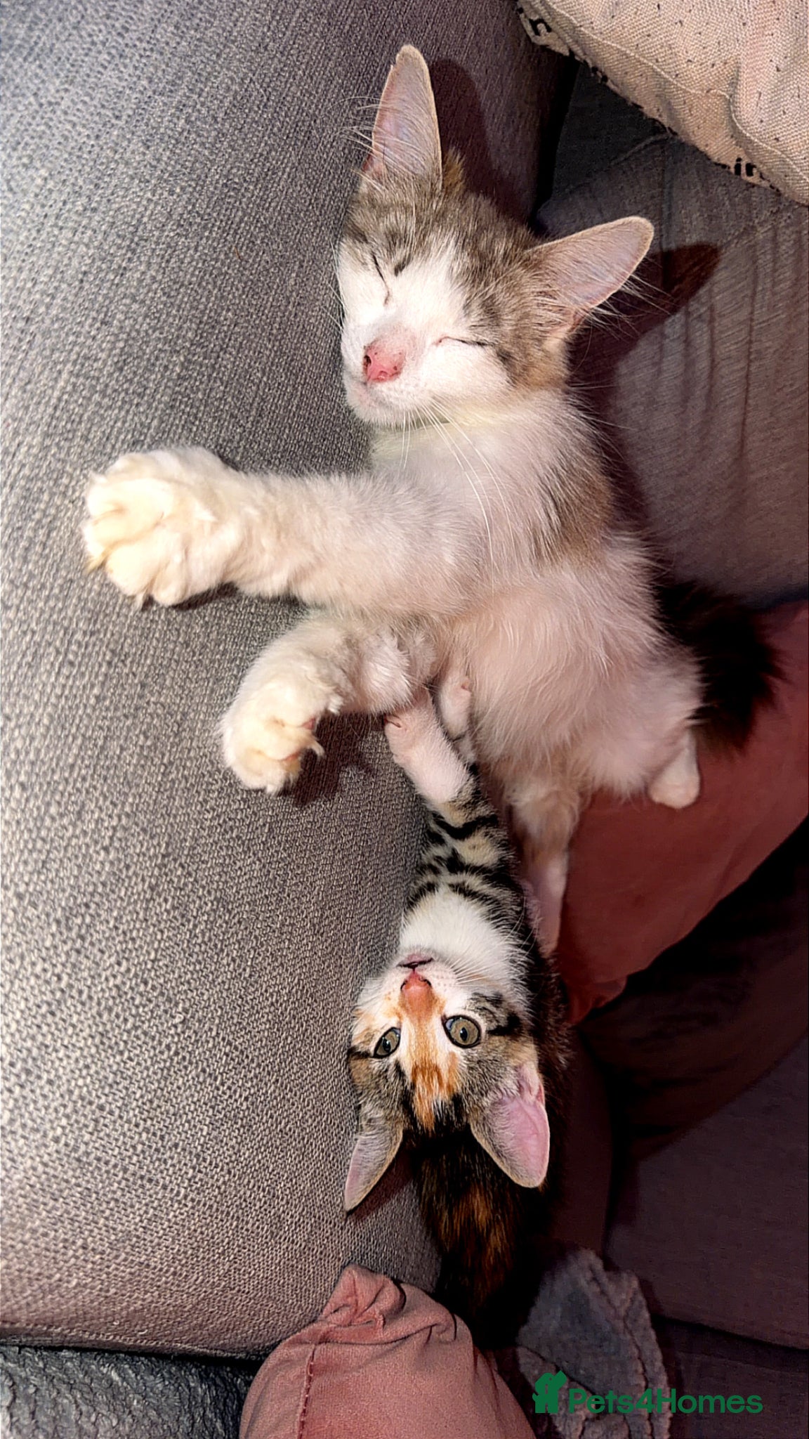 Ragdoll cats for sale: Female beautiful ragdoll cross  - Advert 1