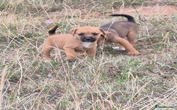 Mixed Breed dogs for sale: 6 lakeland terrier cross bitchs - Image 9