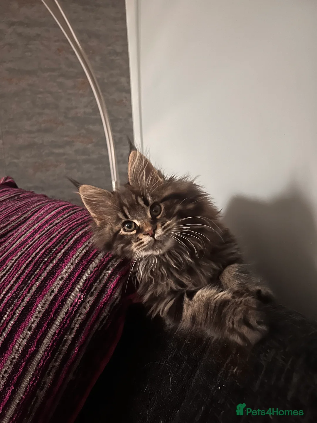 Maine Coon cats for sale: Beautiful Maine Coon kittens. - Advert 1