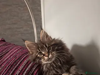 Maine Coon cats Beautiful Maine Coon kittens. - Advert 6