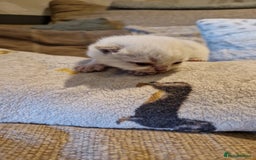 British Shorthair cats for sale: Beutiful British shorthair kittens  - Image 8