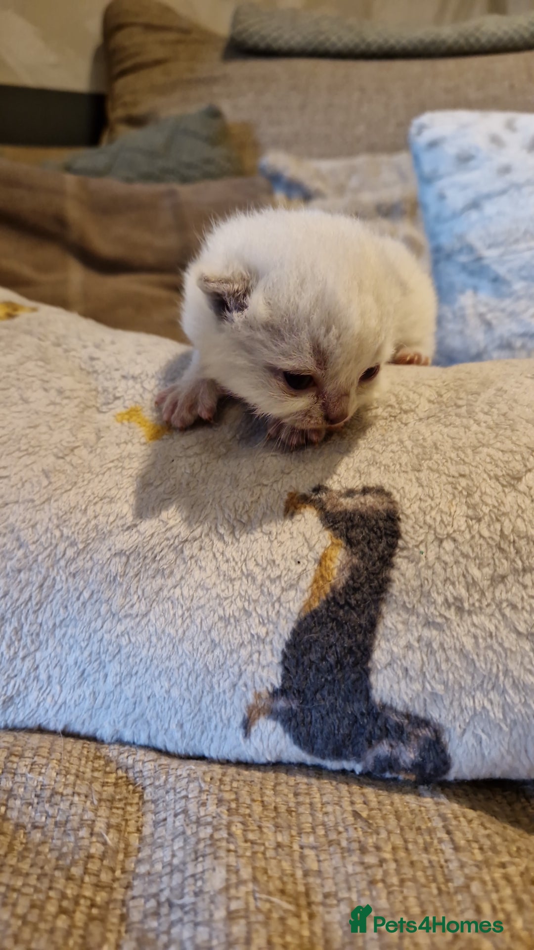 British Shorthair cats for sale: Beutiful British shorthair kittens  - Image 8