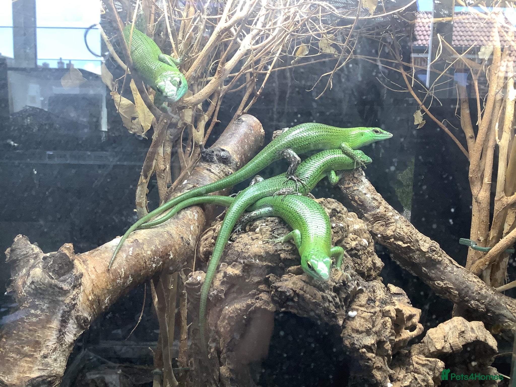 Skink reptiles Emerald tree skink - Advert 1