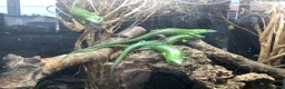 Skink reptiles for sale: Emerald tree skink in Highbridge - Advert 1