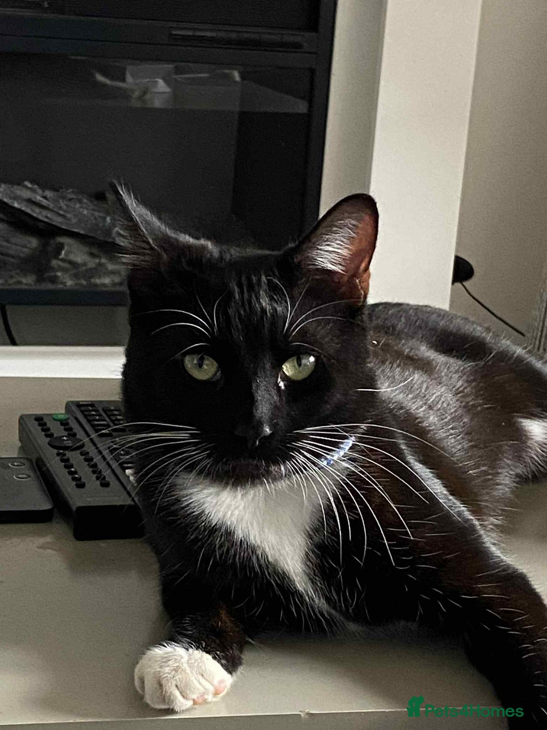 Bombay cats for sale: Two cats to Rehome - Advert 9