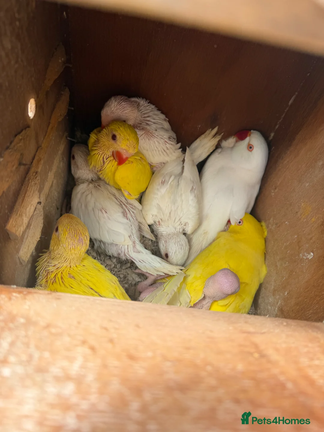 Ringnecks birds for sale: Ringneck young ones available  in Leeds - Advert 2