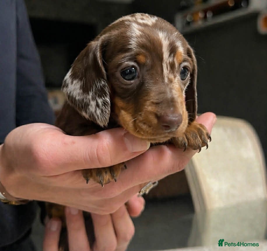 Miniature Dachshund dogs  Mini Dachshund Puppies – Dapple & Chocolate - Advert 18