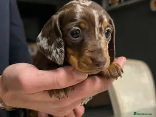 Miniature Dachshund dogs Mini Dachshund Puppies – Dapple & Chocolate - Advert 12