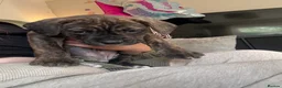 Mixed Breed dogs for sale: Cane corso x staff puppies  in Witham - Advert 21