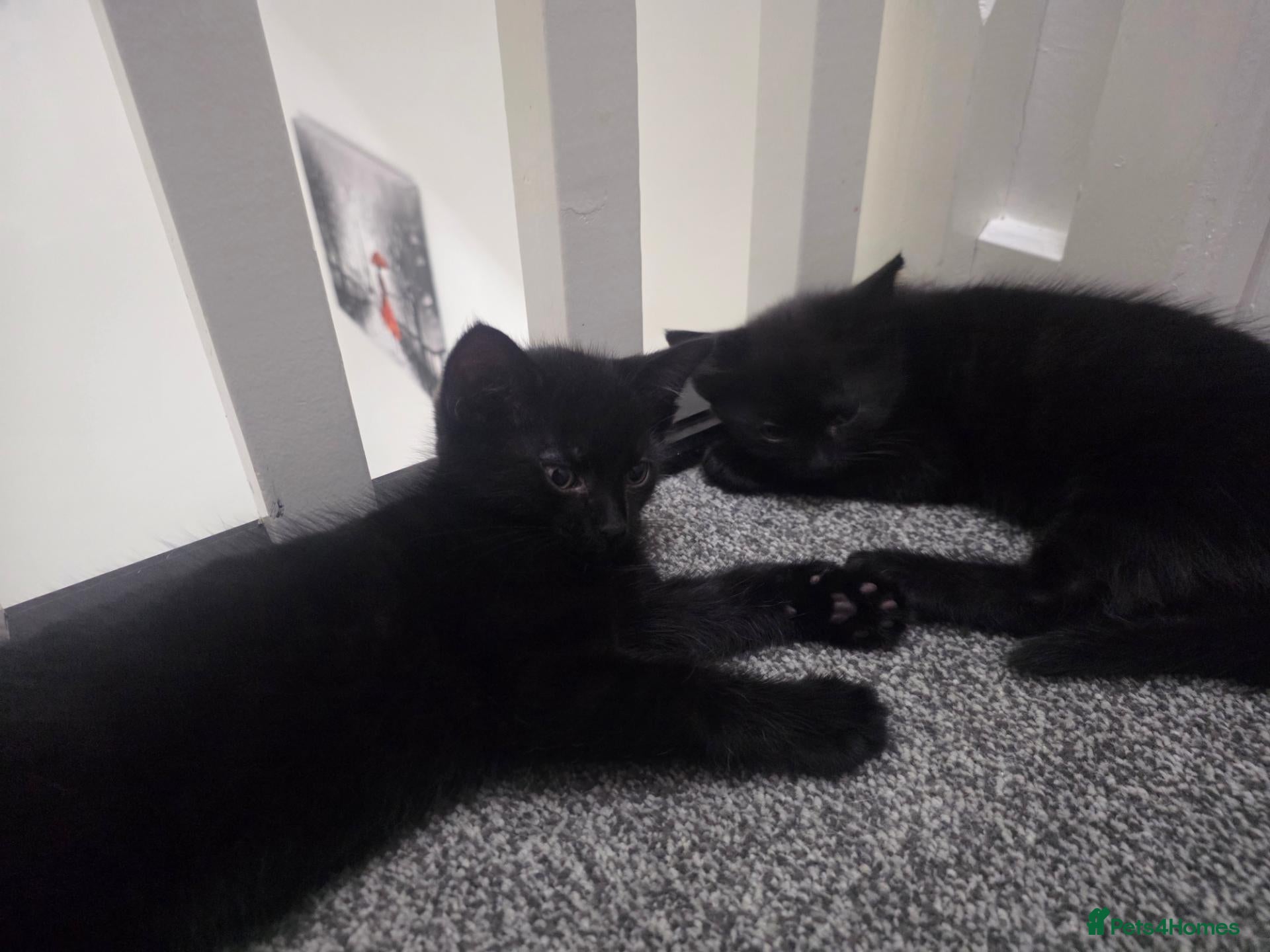 Mixed Breed cats Black boys - Advert 5