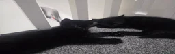 Mixed Breed cats for sale: Black boys - Advert 1