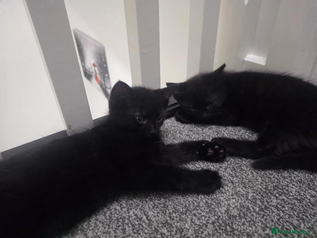 Mixed Breed cats for sale: Black boys - Advert 1