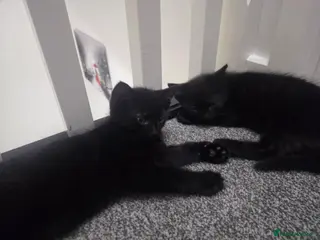 Mixed Breed cats Black boys - Advert 1