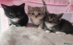 Devon Rex cats for sale: Munchkin x Devon rex  - Advert 1