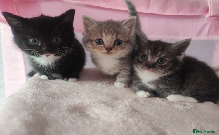 Devon Rex cats - Advert 4