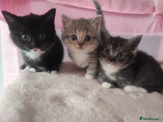 Devon Rex cats - Advert 5