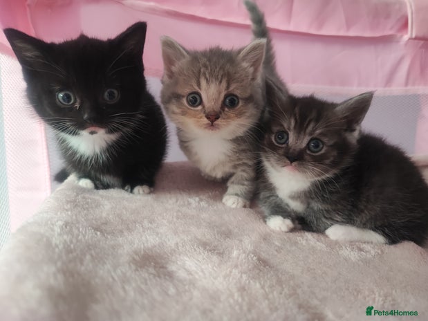 Devon Rex cats - Advert 4