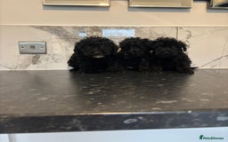 Maltipoo dogs for sale: Toy maltipoo puppies (toy poodle) - Image 10