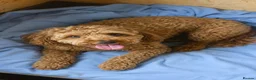 Labradoodle dogs for sale:  2 Gorgeous Miniature Labradoodle Girls - Advert 2