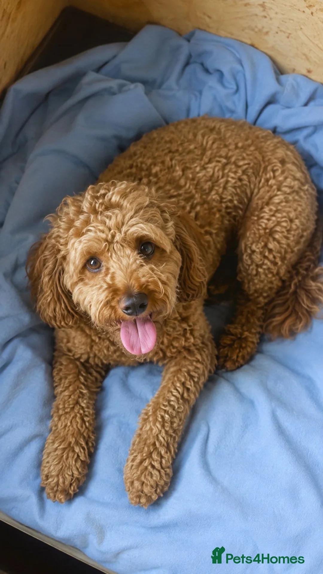 Labradoodle dogs for sale:  2 Gorgeous Miniature Labradoodle Girls - Advert 2