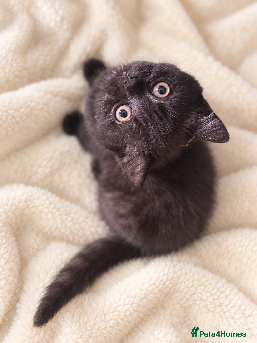 British Shorthair cats for sale: Supreme Champion Line British Shorthair Kittens - Advert 2