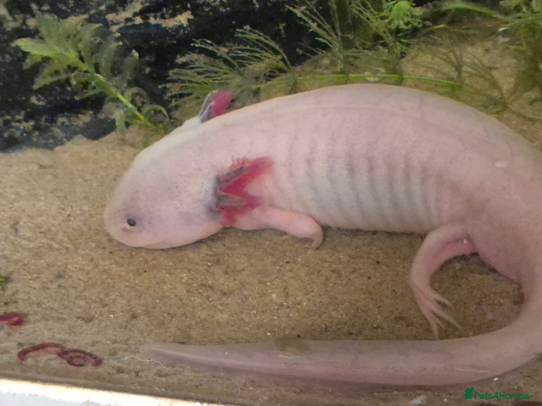 Axolotl reptiles for sale: Male axolotl for rehoming-experienced keeper only - Image 3