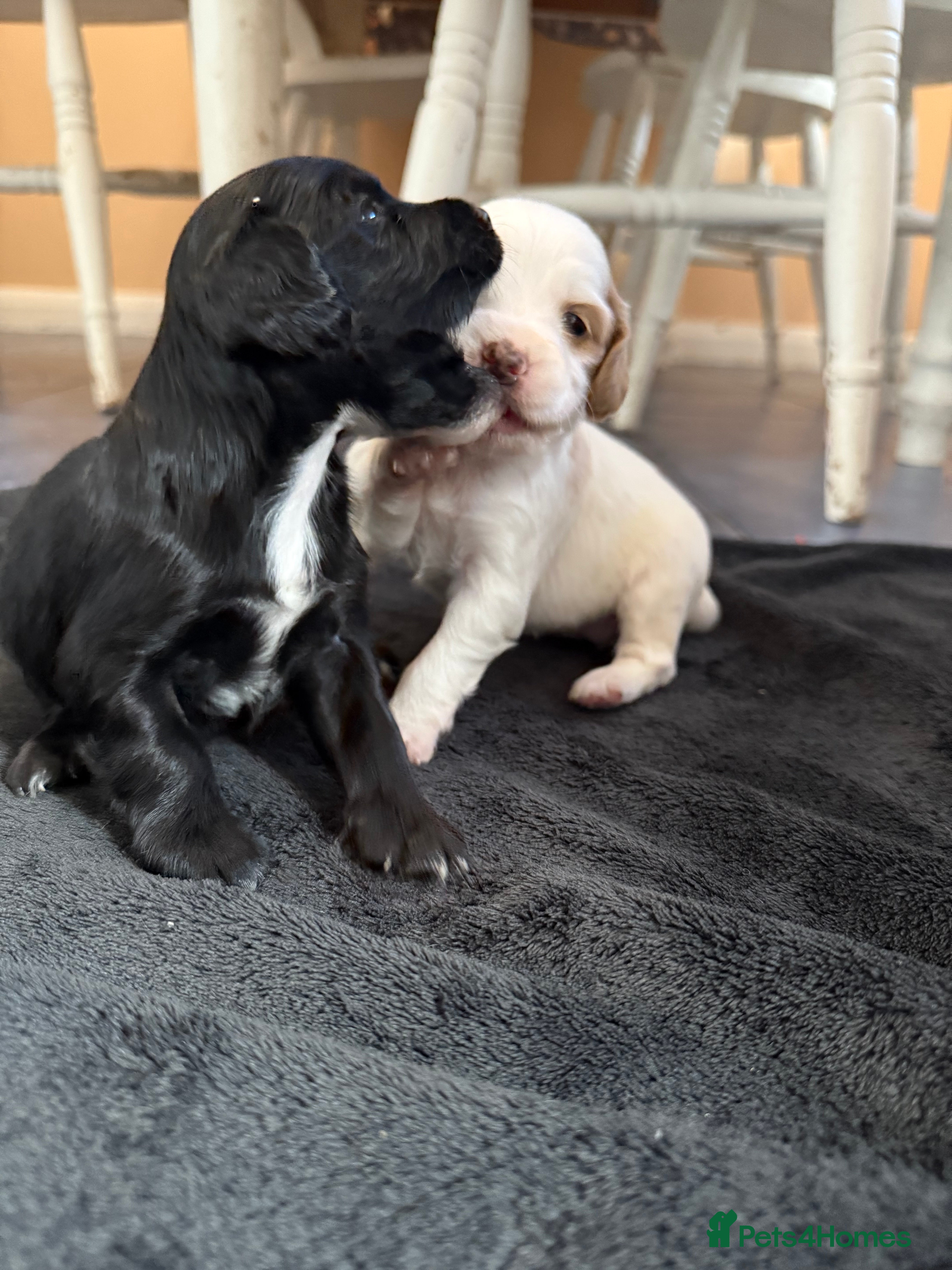 Mixed Breed dogs 2 beautiful sproodle girls - Advert 6