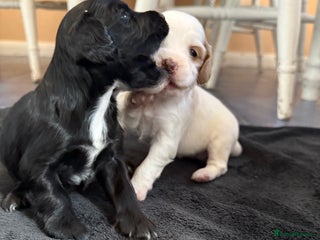 Mixed Breed dogs - Advert 2